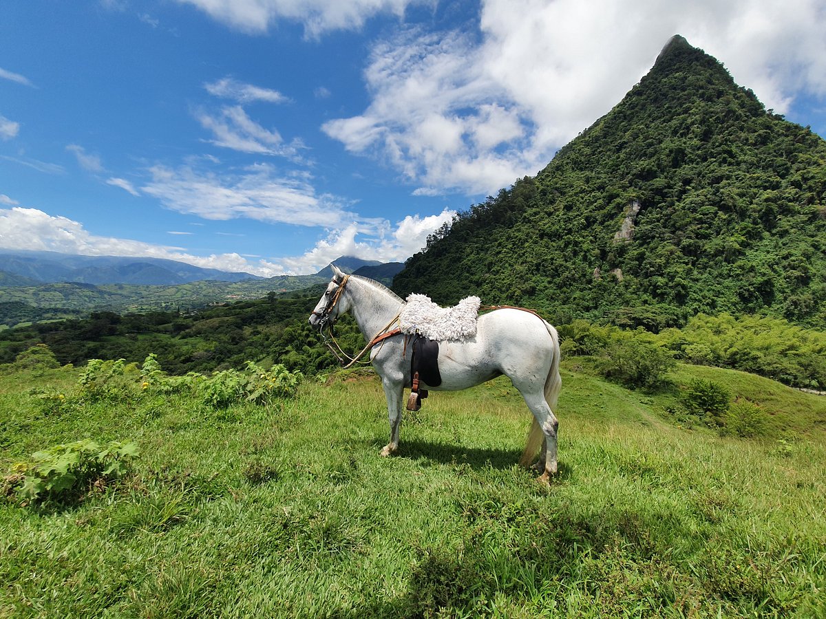 Ecosistema de bosque seco tropical en el cañón del río Cauca
