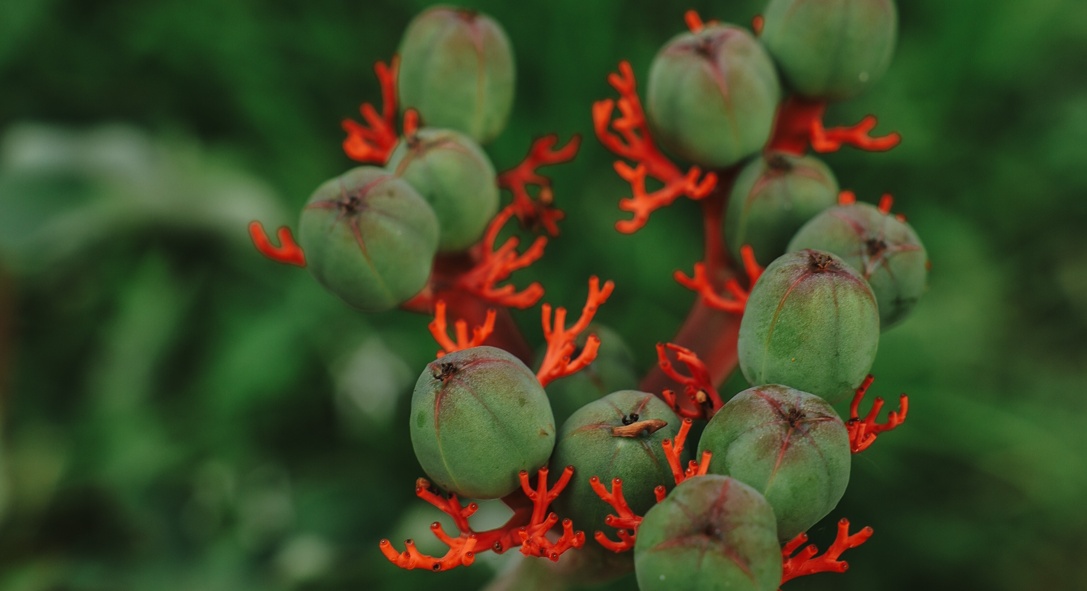 Plantas medicinales nativas del bosque seco antioqueño