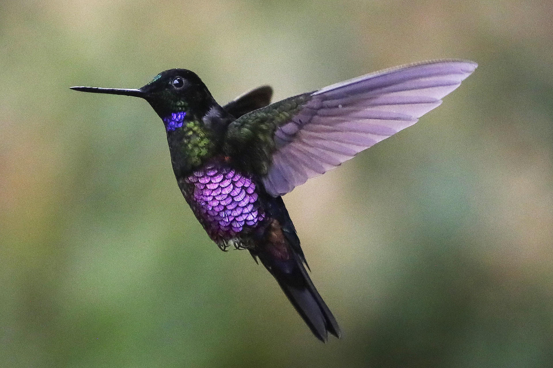 Fauna de los bosques que rodean el Cerro Tusa